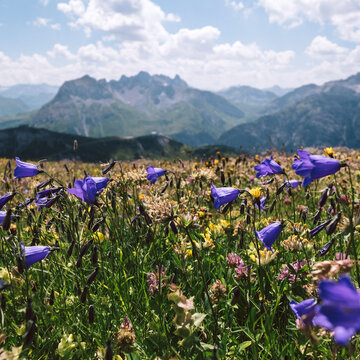 Blühende Bergwiese vor Gipfelpanorama