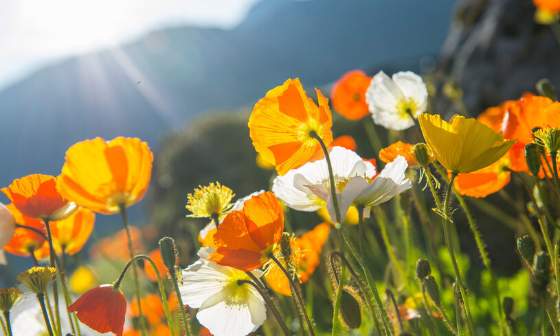 Mohnblumen am Feld