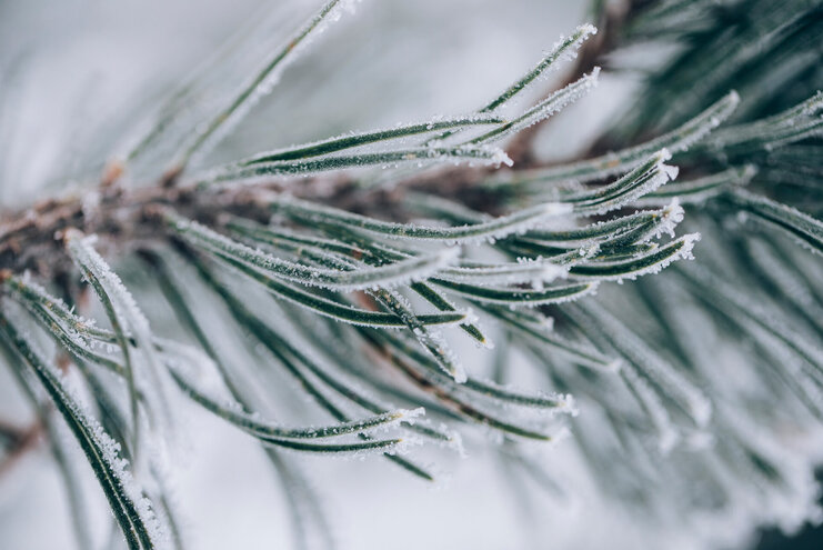 Frost auf Tannennadeln