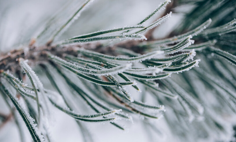 Frost auf Tannennadeln