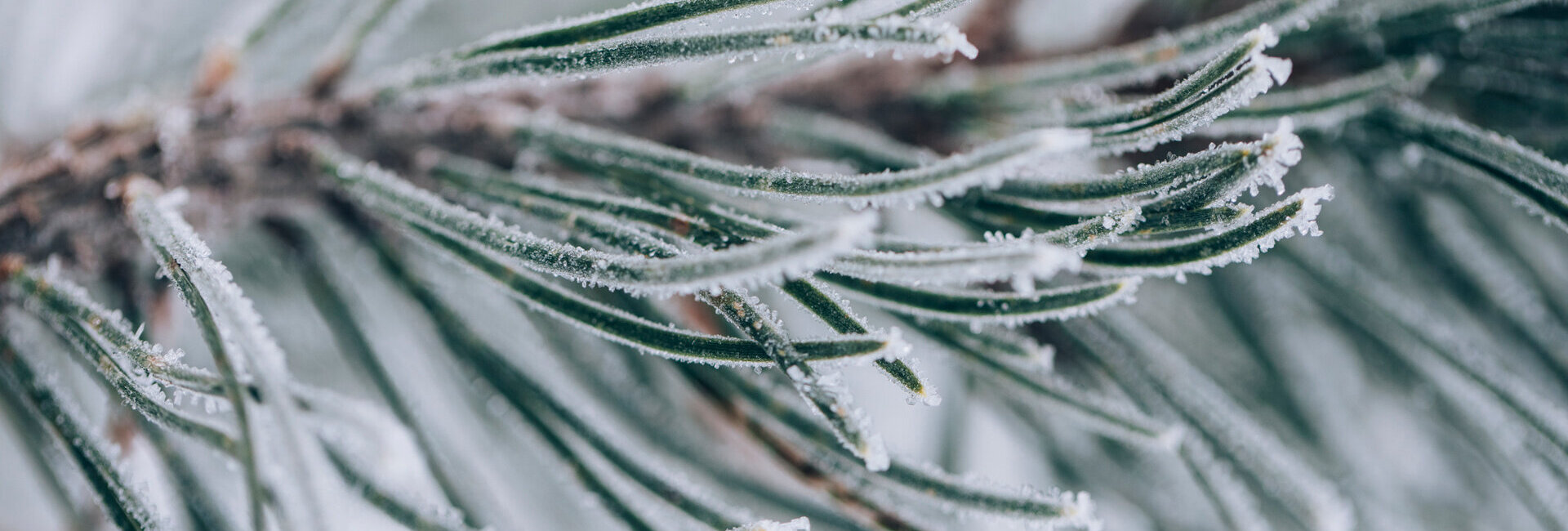 Frost auf Tannennadeln