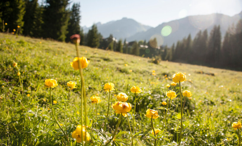 Gelbe Blumen auf Almwiese